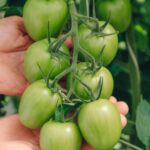 Domates bitkinizdeki meyveleri kırmızıya dönmeye teşvik etmenin kolay yolu