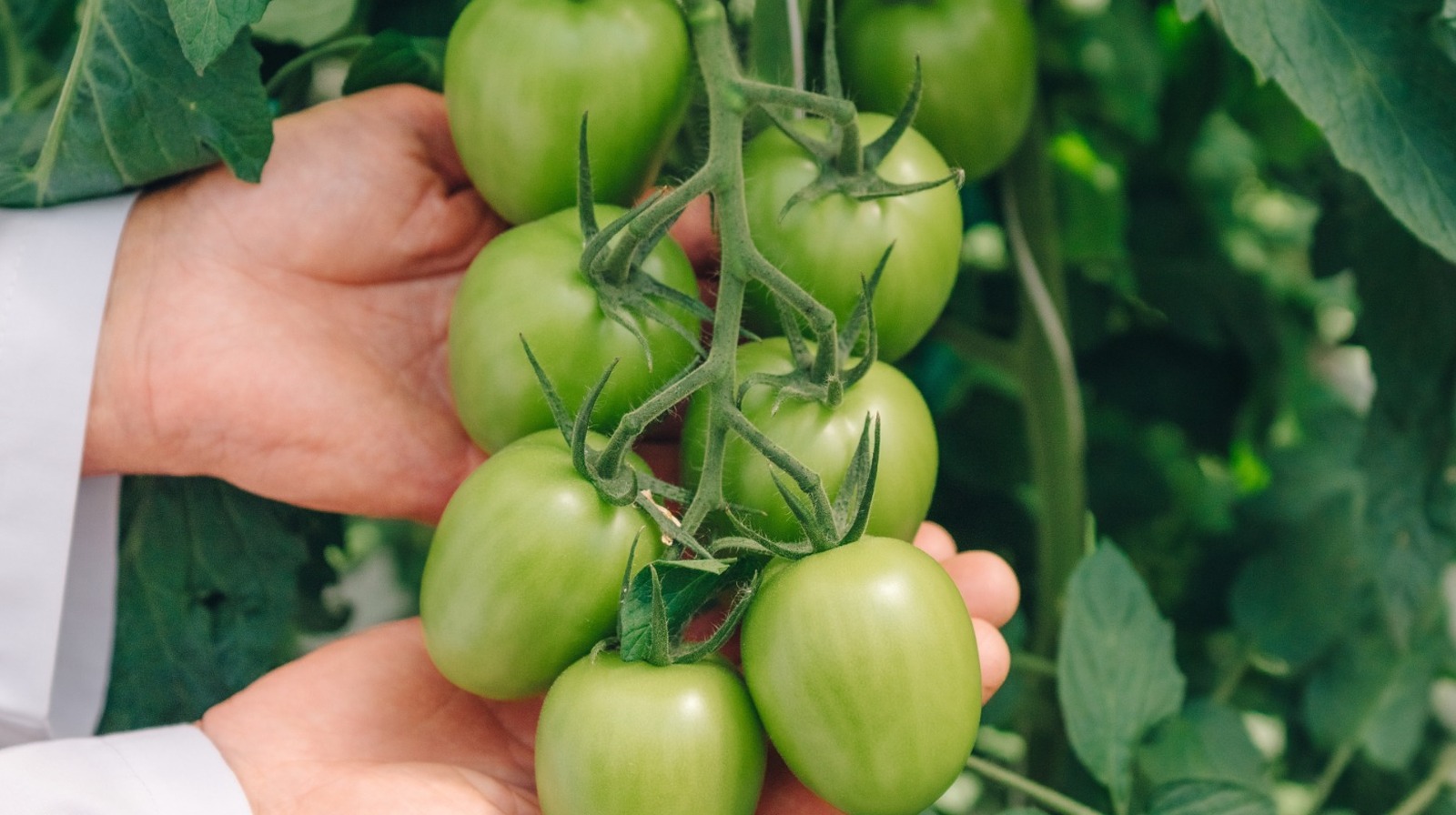Domates bitkinizdeki meyveleri kırmızıya dönmeye teşvik etmenin kolay yolu