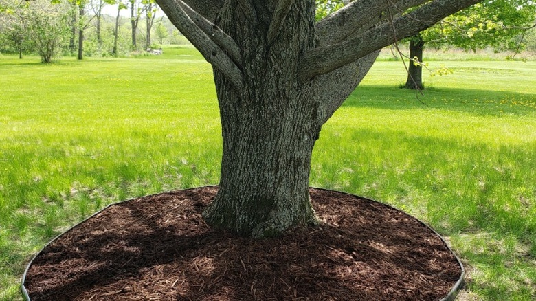 Bir ağaç gövdesinin etrafında malçlı bir yüzük