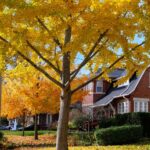 Sağlıklı çimlerinize bir akçaağaç ağacı dikmenin dezavantajı