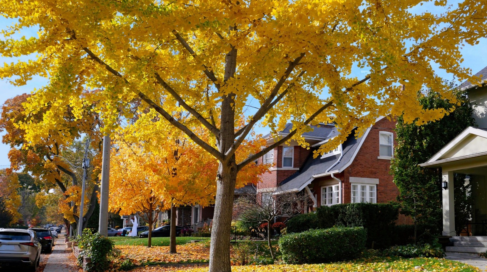 Sağlıklı çimlerinize bir akçaağaç ağacı dikmenin dezavantajı