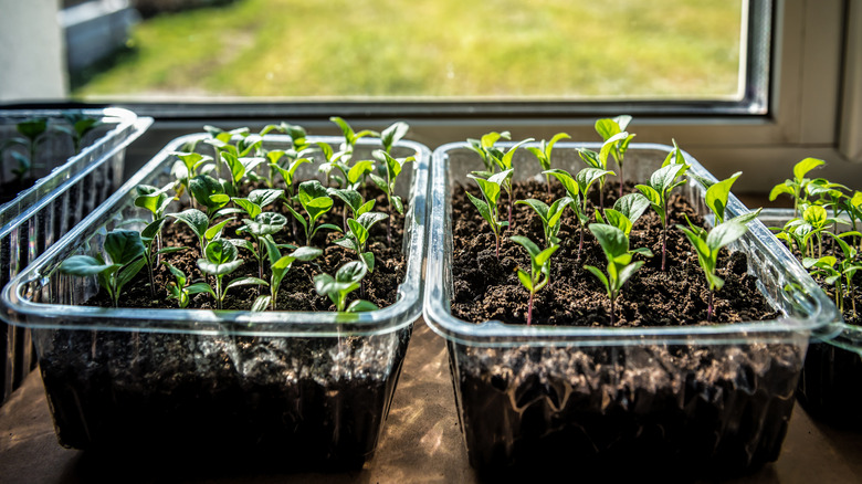 Pencerelerde plastik kaplarda büyüyen yeşil fideler.