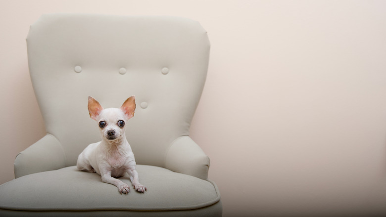 Bej bir remsta sandalyesinde küçük beyaz bir köpek