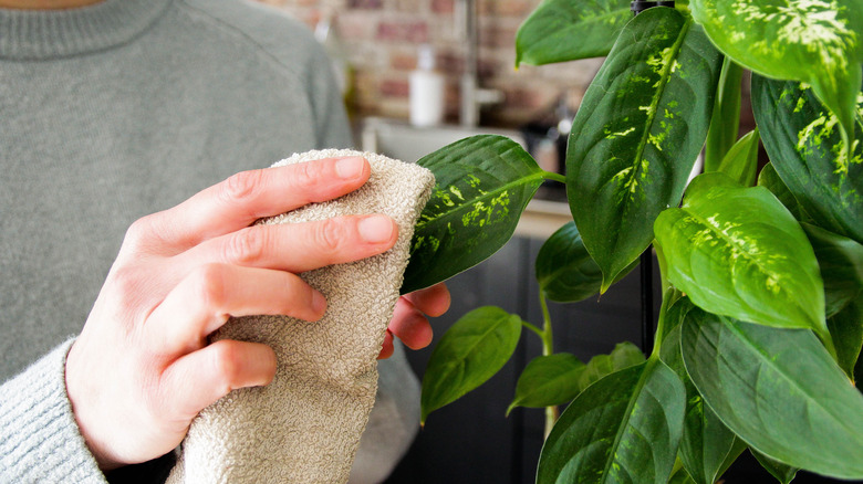 Bir kadın bir ev bitkisinin yapraklarını silmek için bir bez kullanır