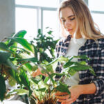 Toz birikim, ev bitkilerinizin sağlığını etkiler mi?