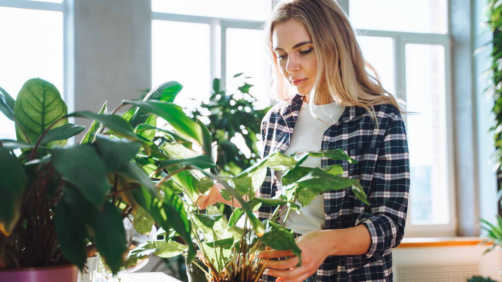 Toz birikim, ev bitkilerinizin sağlığını etkiler mi?