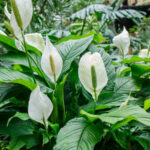 Kesin olmayan çiçekler için ihtiyacınız olan kolay barış zambak sulama tekniği