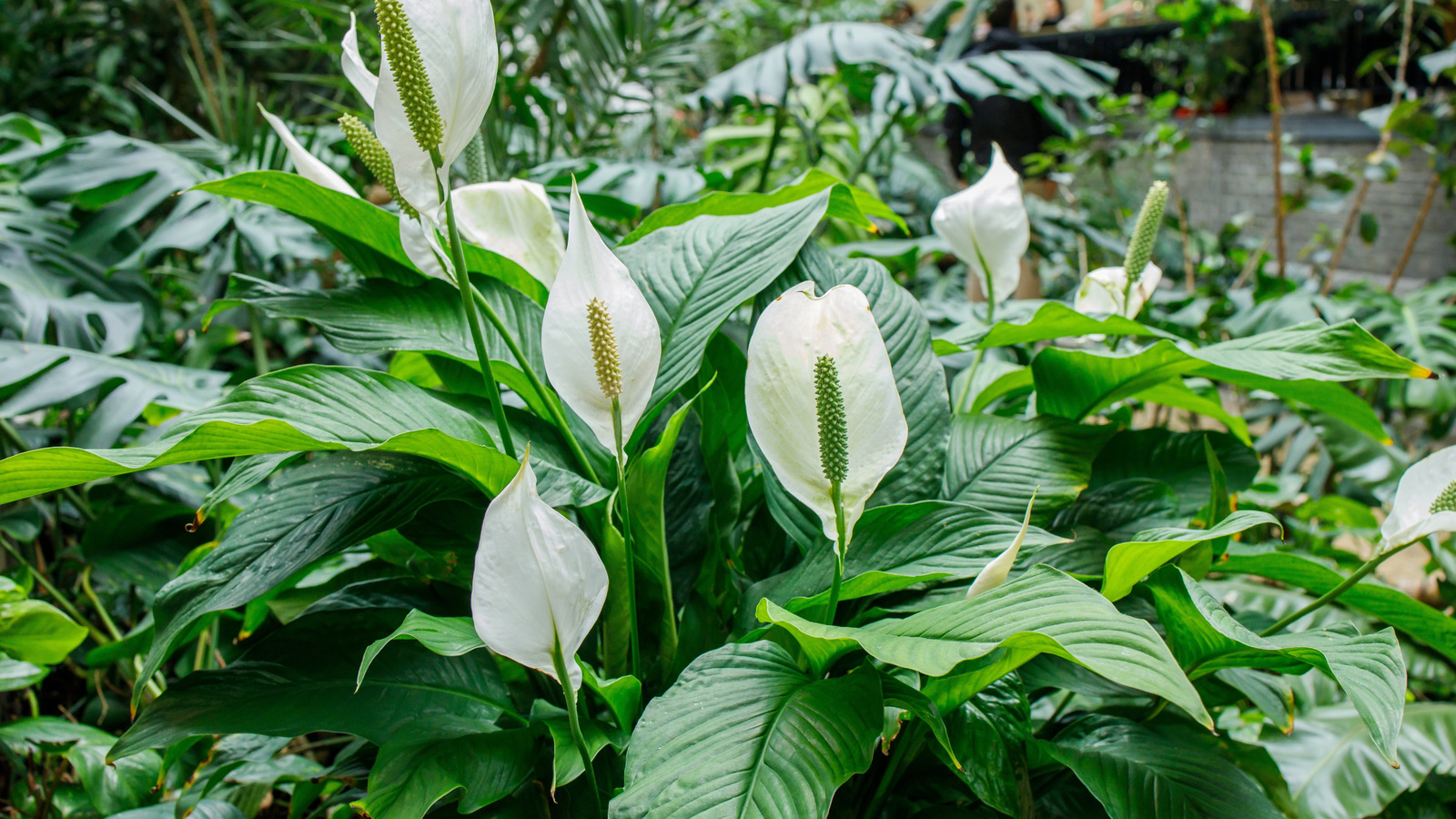 Kesin olmayan çiçekler için ihtiyacınız olan kolay barış zambak sulama tekniği