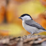 Kuşların ve tozlayıcıların sevdiği çarpıcı sonbahar renkleriyle patlayan çalı