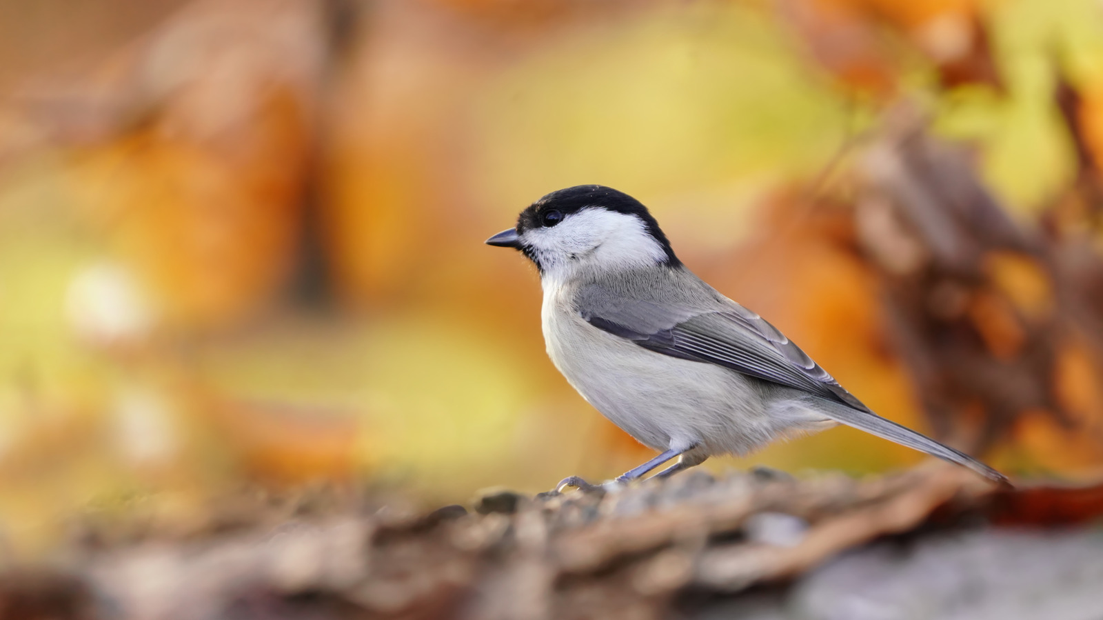 Kuşların ve tozlayıcıların sevdiği çarpıcı sonbahar renkleriyle patlayan çalı