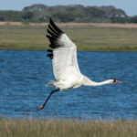 Gelişen yaban hayatına adanmış Teksas sahil şeridinin 950 dönümlük streç