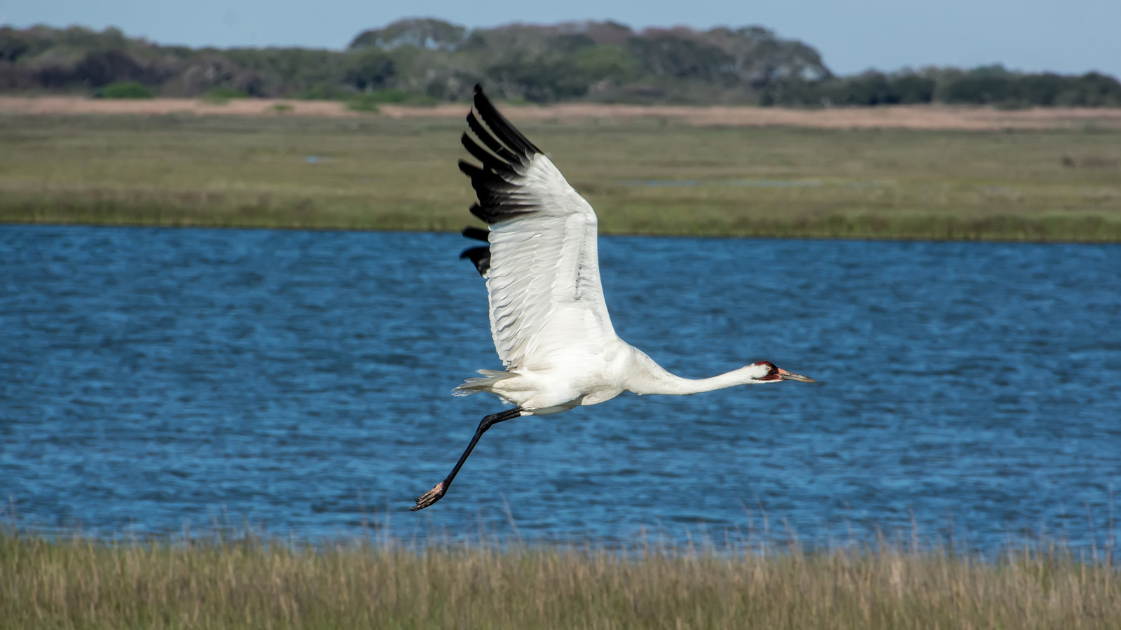 Gelişen yaban hayatına adanmış Teksas sahil şeridinin 950 dönümlük streç