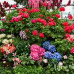 Bu güzel tübüler çiçeğin büyümesi toksik bir dezavantajı var