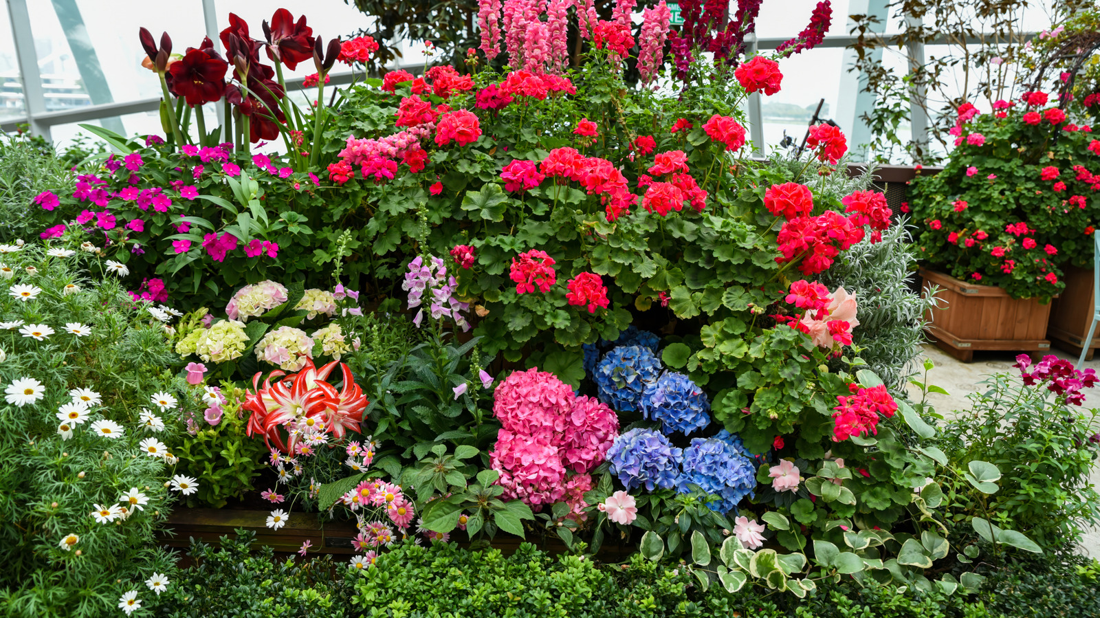 Bu güzel tübüler çiçeğin büyümesi toksik bir dezavantajı var