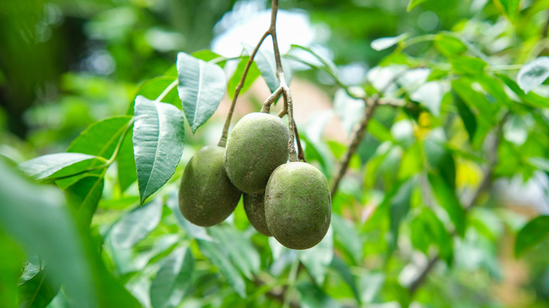 Haziran erik ağacında bir daldan büyüyen dört yeşil meyve.