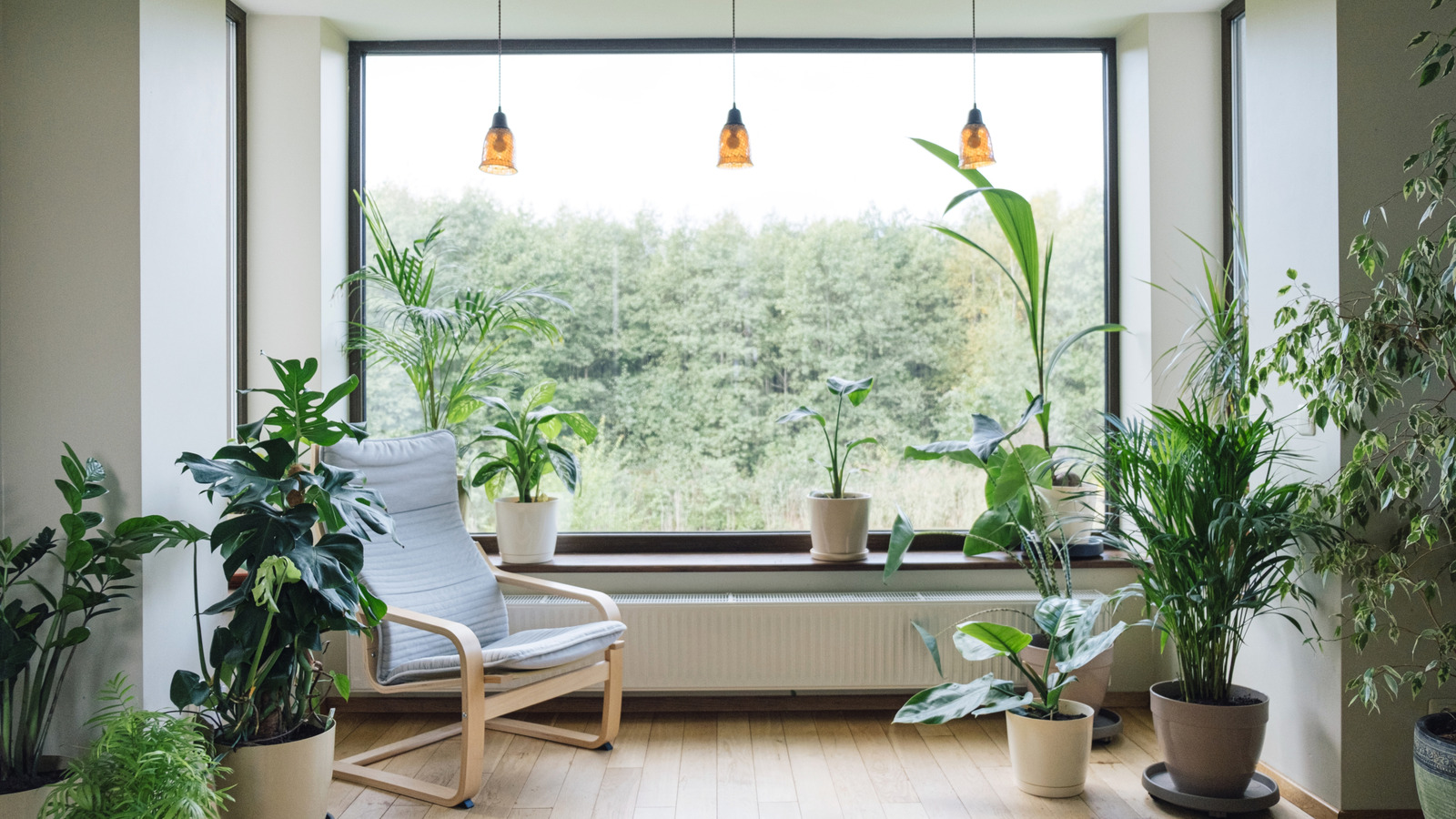 İç kaplarla gelişen ve bol miktarda meyve taşıyan tropikal ağaç