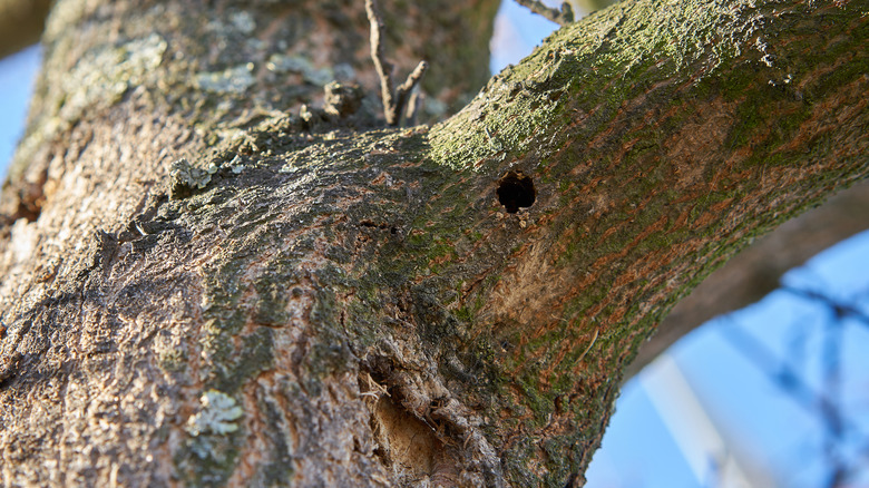 Alb ile istila edilen bir ağaç hasar gösterir