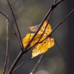 Bahçenizdeki parke ağaçlar ölüyor mu? Bu invaziv böcek suçlu olabilir