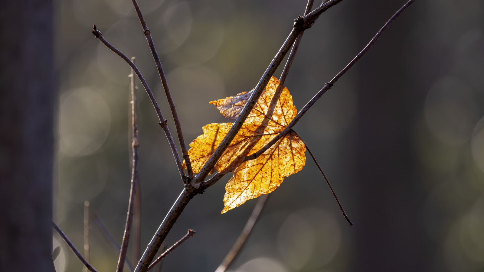 Bahçenizdeki parke ağaçlar ölüyor mu? Bu invaziv böcek suçlu olabilir