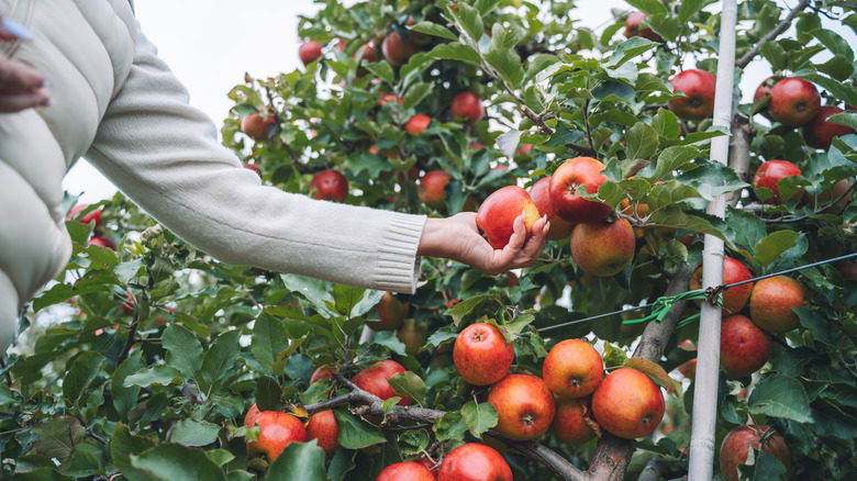 Elma bahçesinde bir ağaçta büyüyen olgun kırmızı organik elmalar tutan eller