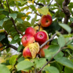 Ağacınızdaki elmaların olgun ve seçmeye hazır olup olmadığını söylemenin kolay yolu