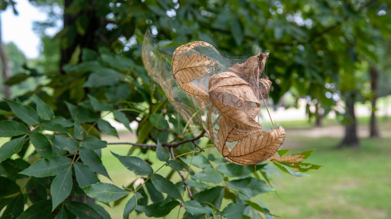 Bir ağaç şubesinde ölü yaprakların etrafında sonbahar web kurdu ağı