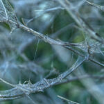 Çalılarınızı kapsayan bu ağlar örümcek değildir. İşte onlar ne ve bu konuda ne yapmalı