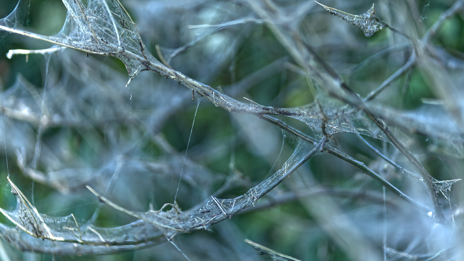 Çalılarınızı kapsayan bu ağlar örümcek değildir. İşte onlar ne ve bu konuda ne yapmalı