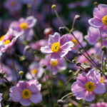 Japon anemonlarını renk dolu bir sonbahar bahçesi için yaymanın en iyi yolu