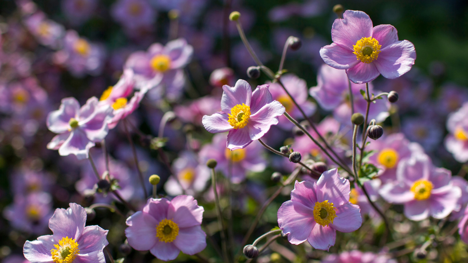 Japon anemonlarını renk dolu bir sonbahar bahçesi için yaymanın en iyi yolu
