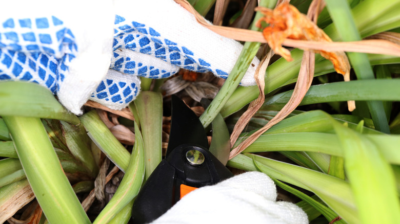 Eldivenli eller, gündüz bir bitkiden ölü bitki maddesini kesiyor.