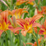 Sonbaharda budama Daylilies'in faydaları kimsenin size söylemediği