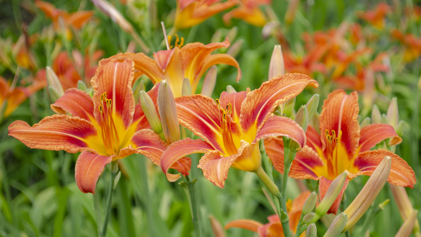 Sonbaharda budama Daylilies'in faydaları kimsenin size söylemediği