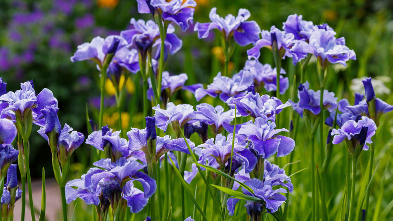 Çiçek açan Sibirya süsenleri kümesi