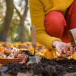 Renkli Bahar Blooms için Eylül ayında ekmeniz gereken çarpıcı çok yıllık