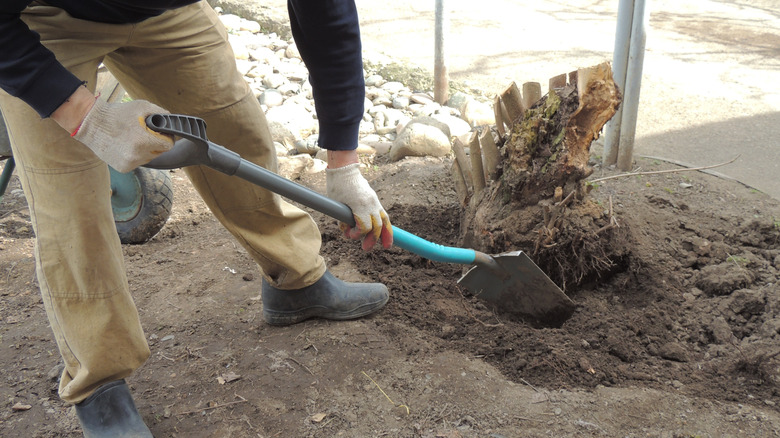 Kürek kullanarak bir ağaç kütüğünü kazan biri