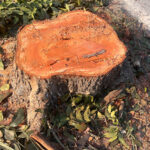 Bir ağaç kütüğünü çıkarmanın uygun fiyatlı yolu (kimyasallar veya ağır ekipman olmadan)