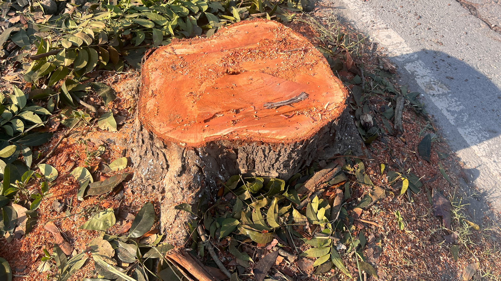 Bir ağaç kütüğünü çıkarmanın uygun fiyatlı yolu (kimyasallar veya ağır ekipman olmadan)