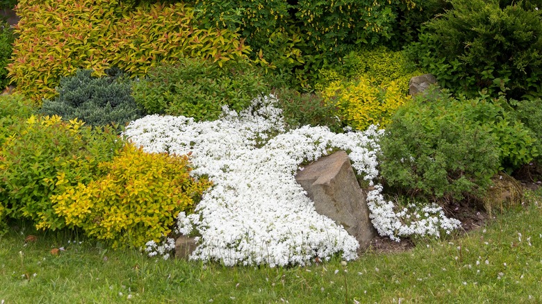 Diğer yeşil ve sarı çalılar ve ağaçlarla bir bahçede bir kaya üzerinde büyüyen bir kar tanesi yosun phlox yaması.