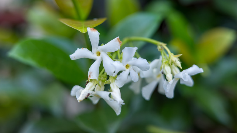 Yıldız Jasmine Trachelospermum Jasminoides