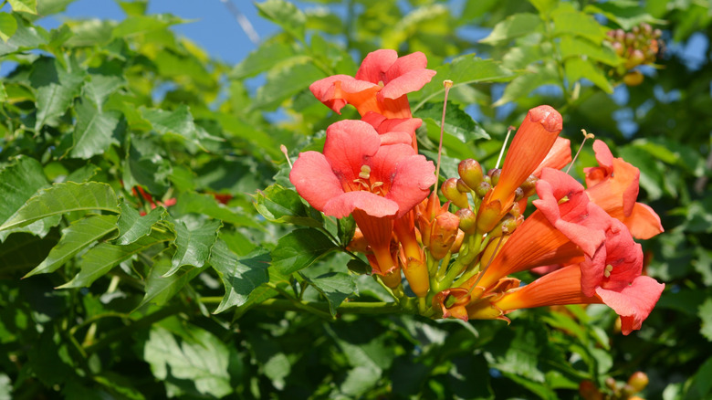 Trumper Creeper Campsis Radicans Radicans kırmızı çiçekler