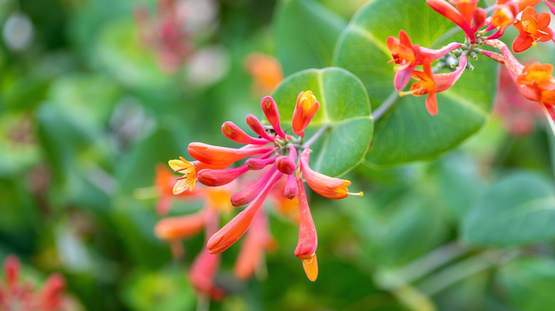 Turuncu Mercan Hanımeli Yakın Lonicera Sempervirens