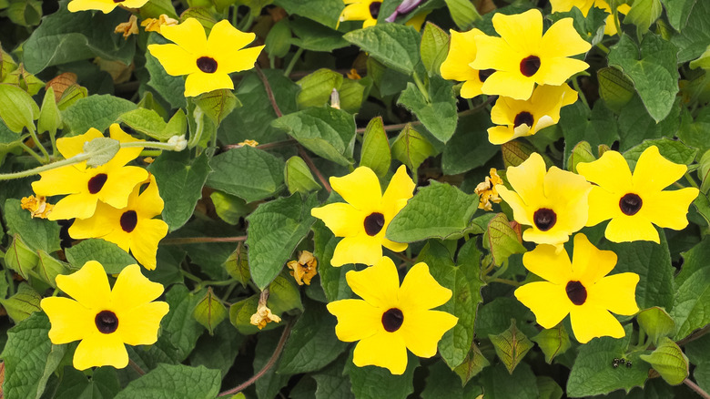 Sarı çiçeklerle kara gözlü Susan Vine Thunbergia alata