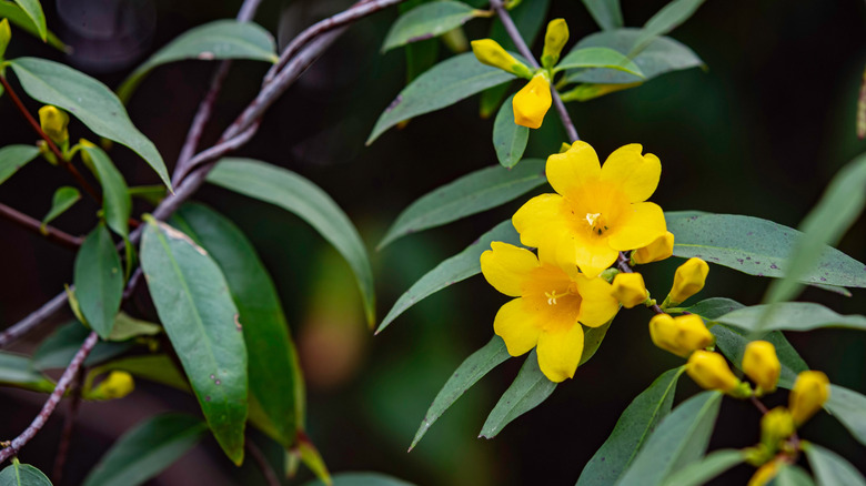 Gelsemium Sempervirens Carolina Jessamine Sarı Blooms