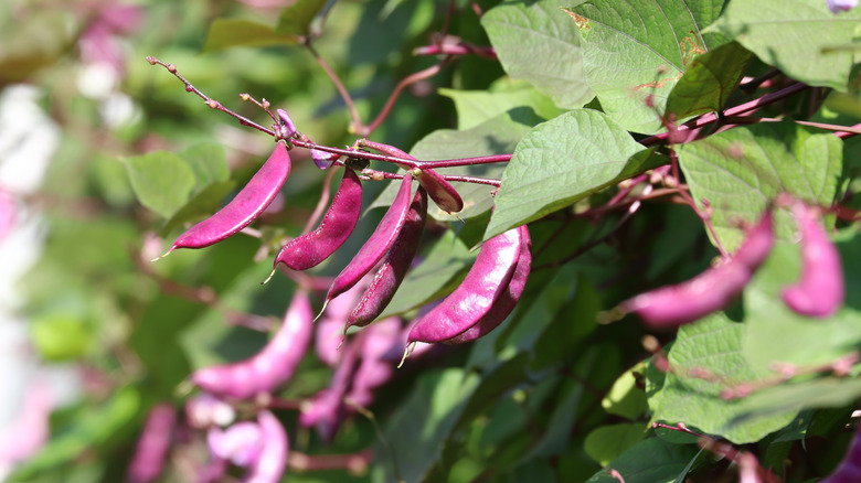 Lablab purpureus'un mor fasulyeleri