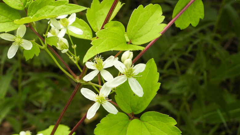Küçük beyaz çiçeklerle Virgin's Bower Clematis Virginiana