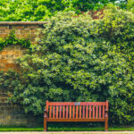 Yabani otları bastırmak için zemin kapak olarak ikiye katlanan 8 sarmaşık