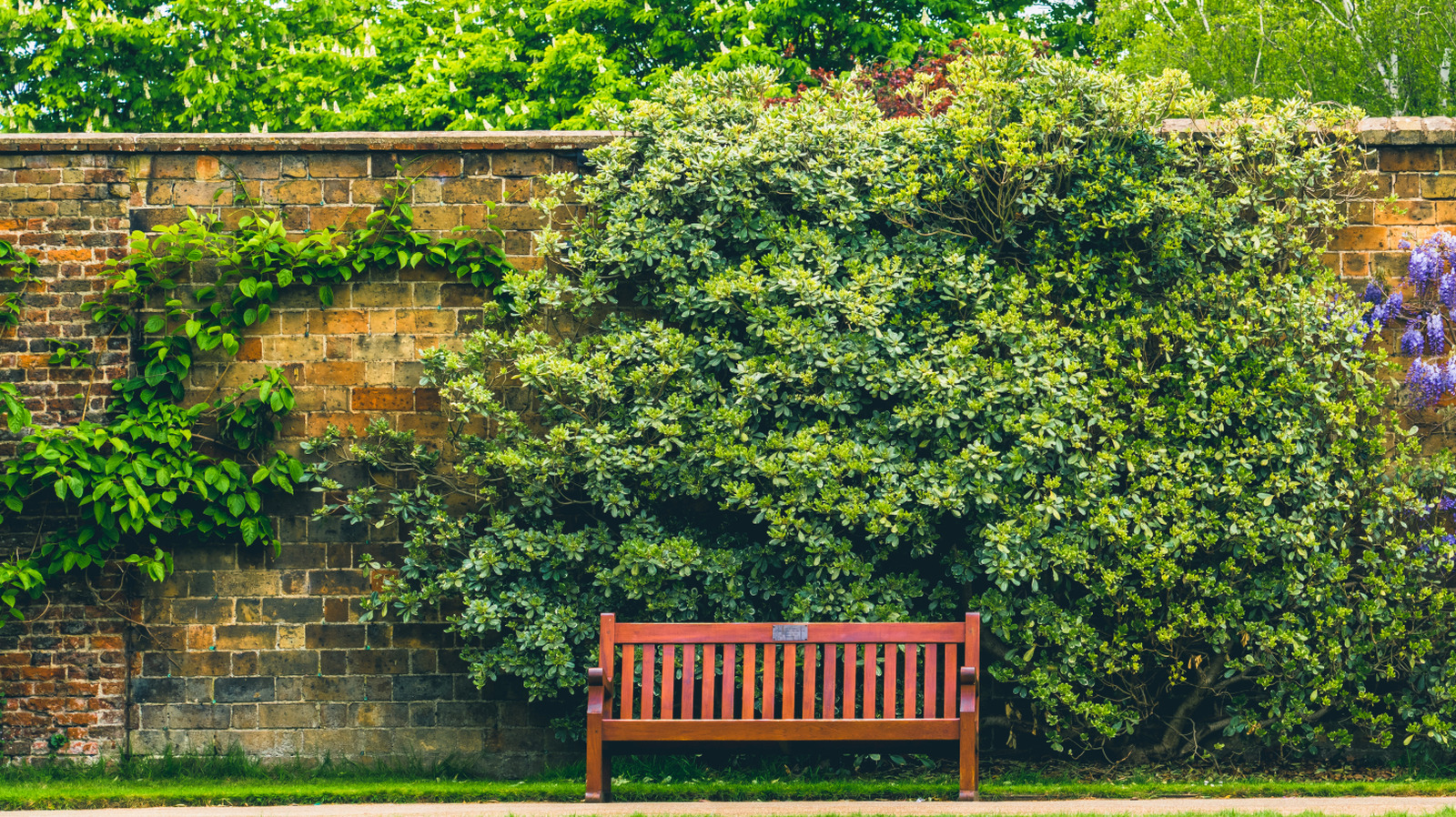 Yabani otları bastırmak için zemin kapak olarak ikiye katlanan 8 sarmaşık