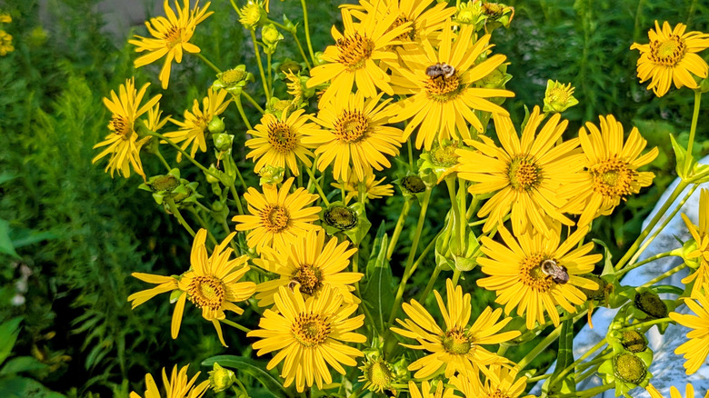 Parlak sarı sahte ayçiçeği