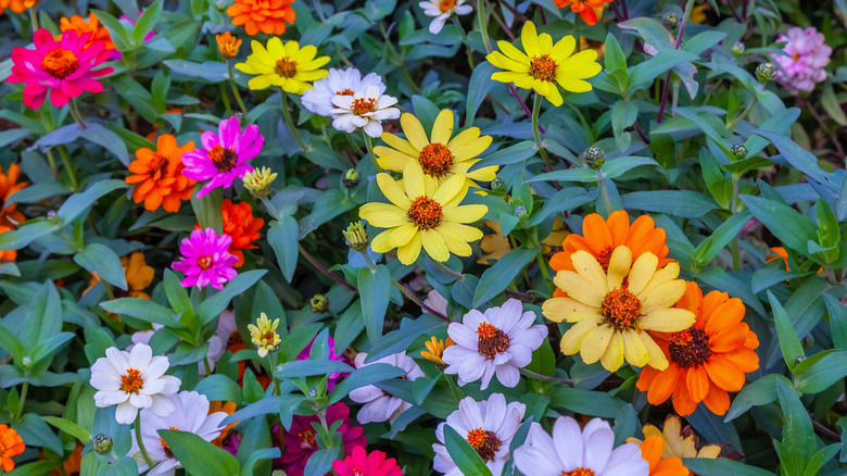 Çok renkli Coreopsis çiçekleri